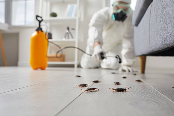 Post-Treatment Bed Bug Interceptor Monitoring in Lake Jackson